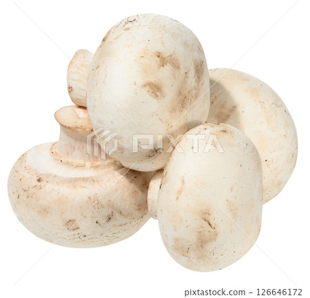 Fresh white button mushrooms piled on white background. Close-up of edible Agaricus bisporus fungus Fresh white button mushrooms piled on white background. Close-up of edible Agaricus bisporus fungus 126646172