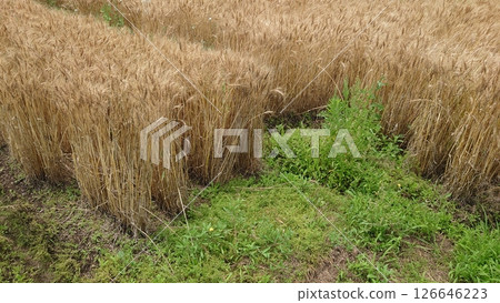 普通小麥 大麥 小麥 126646223