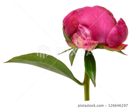 Close-up of unopened bright pink peony bud with green leaves, isolated background Close-up of unopened bright pink peony bud with green leaves, isolated background 126646297