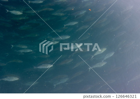 藍色的大海和魚 126646321