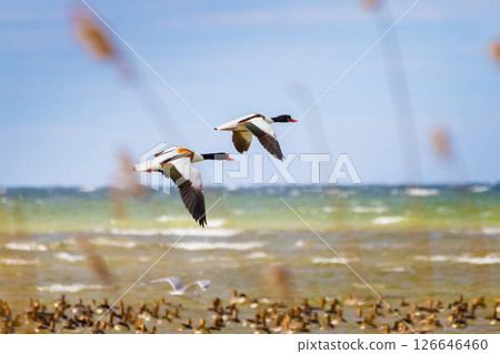 Common Shelduck - tadorna tadorna Common Shelduck - tadorna tadorna 126646460