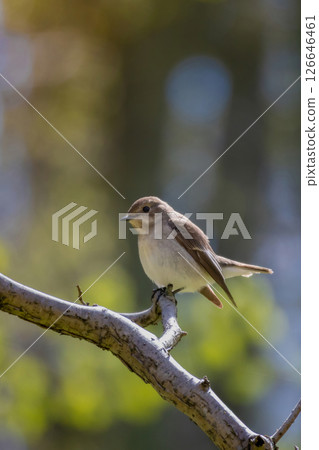 Flycatcher in the spring 126646461
