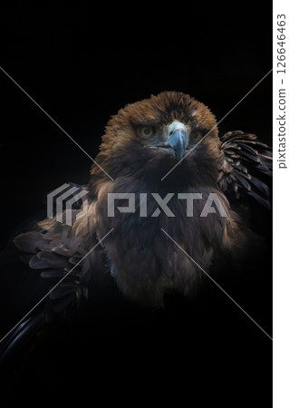 Big Bird Eastern imperial eagle (Aquila heliaca) black background Big Bird Eastern imperial eagle (Aquila heliaca) black background 126646463