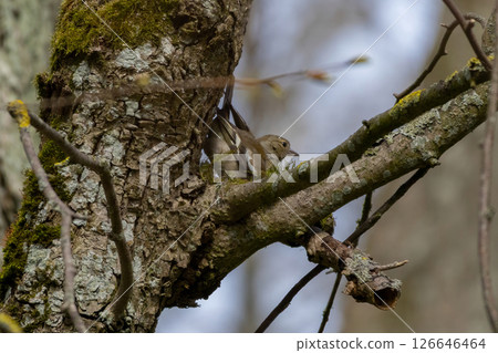 a female chaffinch perched on the branch 126646464