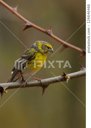 The European serine, or simply the serine 126646466