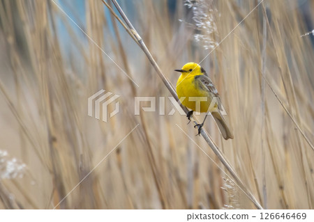 Citrine Wagtail Motacilla citreola Citrine Wagtail Motacilla citreola 126646469