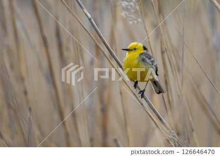 Citrine Wagtail Motacilla citreola Citrine Wagtail Motacilla citreola 126646470