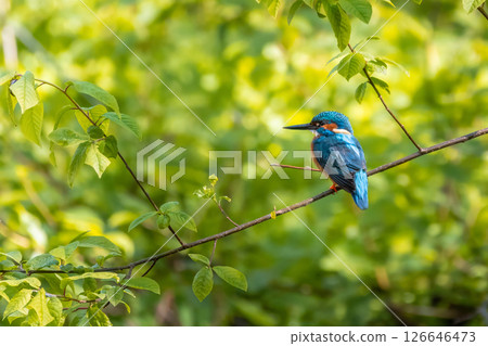 Wildlife shot of Common kingfisher (Alcedo atthis) on the branch. Wildlife shot of Common kingfisher (Alcedo atthis) on the branch. 126646473