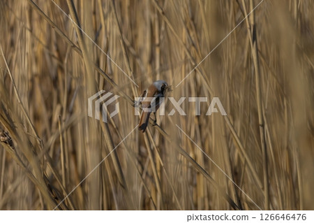 Bearded tit (Panurus biarmicus) male Bearded tit (Panurus biarmicus) male 126646476