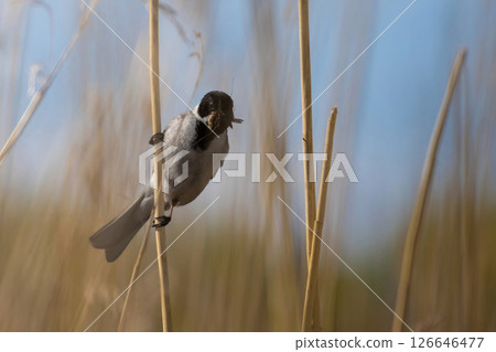 Wildlife shot of Common Reed Bunting (Emberiza schoeniclus) with food 126646477