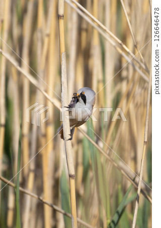 Bearded tit (Panurus biarmicus) male Bearded tit (Panurus biarmicus) male 126646478