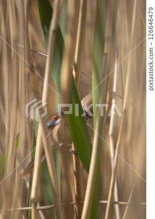 Bearded tit (Panurus biarmicus) female Bearded tit (Panurus biarmicus) female 126646479