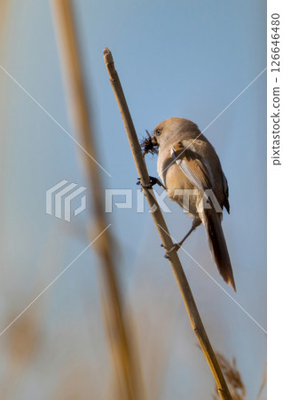 A Female Bearded Tit species Panurus biarmicus. A Female Bearded Tit species Panurus biarmicus. 126646480