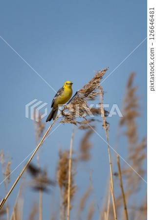 Male Citrine wagtail in full adult colors sitting 126646481