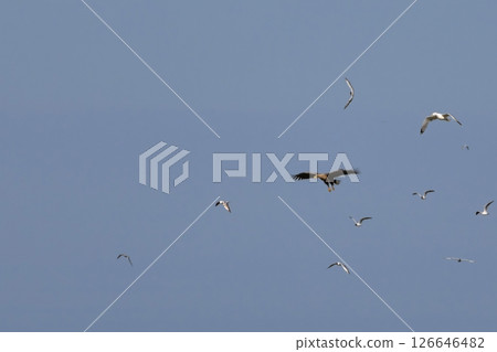 Haliaeetus albicilla - a bird in flight against a blue sky 126646482