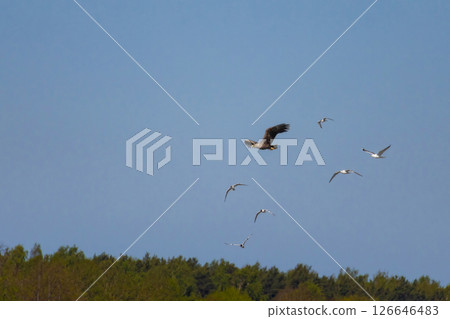 Haliaeetus albicilla - a bird in flight against a blue sky 126646483