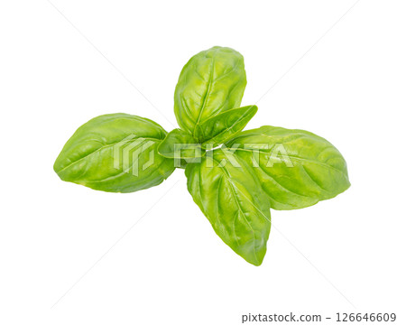 Basil isolated. Green Basil Leaves. Basil isolated. Green Basil Leaves. 126646609