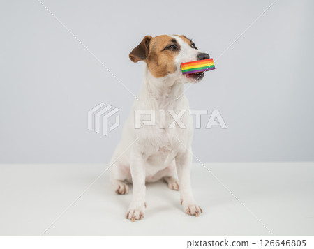 Jack Russell Terrier Dog Holds Rainbow Bracelet in Mouth. LGBT Concept.  126646805