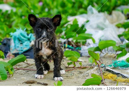 Stray sick black puppy standing on a littered sandy beach with plastic debris in the background Stray sick black puppy standing on a littered sandy beach with plastic debris in the background 126646979