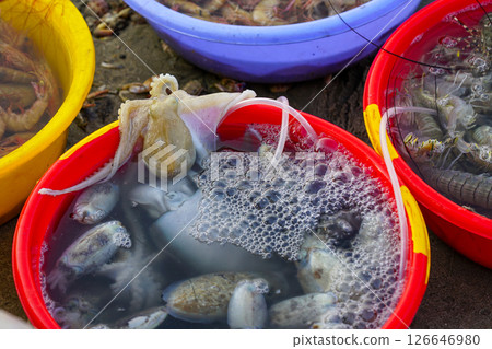 Fresh octopus and squid in oxygenated water buckets at a seafood market on the Vietnamese coast Fresh octopus and squid in oxygenated water buckets at a seafood market on the Vietnamese coast 126646980