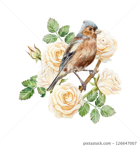 Beautiful peach roses in a basket, sitting bird. Hand drawn watercolor illustration of pastel flowers isolated. For vintage birthday, valentines day, mothers day cards, invitations, banners, posters. 126647007