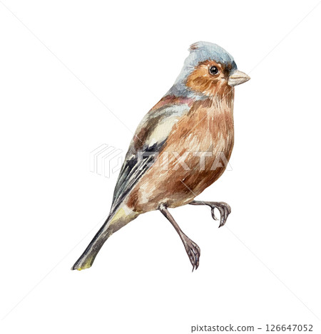 Bird sitting. Chaffinch. Hand drawn watercolor illustration isolated on white. For vintage greeting cards, invitations, summer and spring banners, posters. 126647052