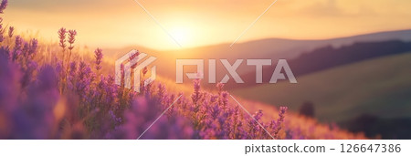 Beautiful lavender flowers blooming on a hillside, basking in the warm glow of the setting sun, creating a picturesque landscape of vibrant colors and tranquility 126647386
