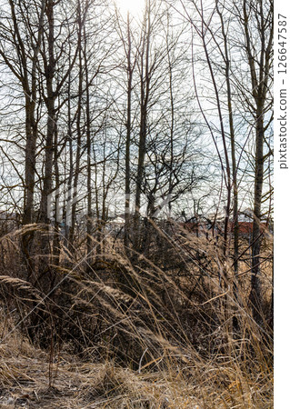 bare trees in field near village on March day 126647587