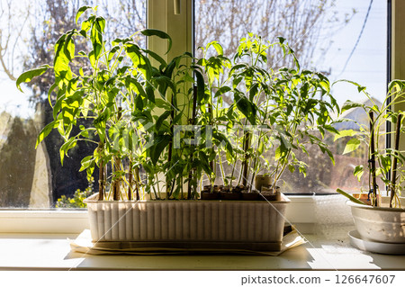 tomato sprouts lit by sun growing in box on sill tomato sprouts lit by sun growing in box on sill 126647607