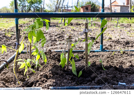 tomato seedlings in open forcing-bed at garden tomato seedlings in open forcing-bed at garden 126647611