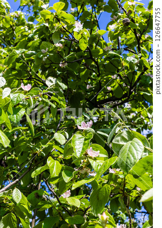green foliage with pink blossoms of quince tree green foliage with pink blossoms of quince tree 126647755