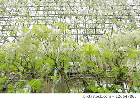 Ashikaga Flower Park wisteria flower 126647865