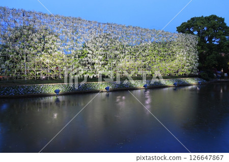 Ashikaga Flower Park wisteria flower Ashikaga Flower Park wisteria flower 126647867