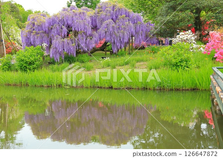 Ashikaga Flower Park wisteria flower Ashikaga Flower Park wisteria flower 126647872
