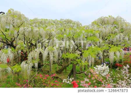 Ashikaga Flower Park wisteria flower 126647873