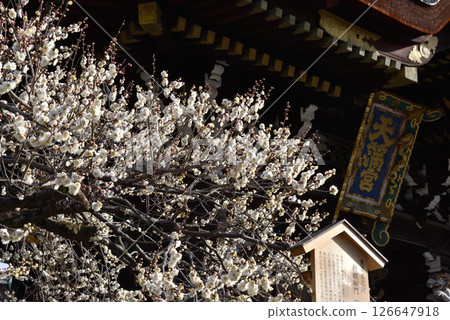 北野天滿宮、三光門、白梅盛開（京都市上京區） 126647918