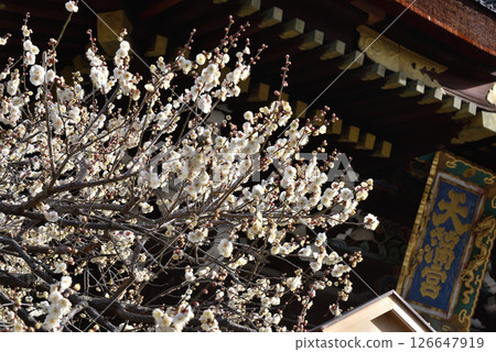 北野天滿宮、三光門、白梅盛開（京都市上京區） 126647919