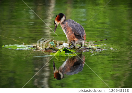 Crested Grebe is on the nest, incubating an egg Crested Grebe is on the nest, incubating an egg 126648118