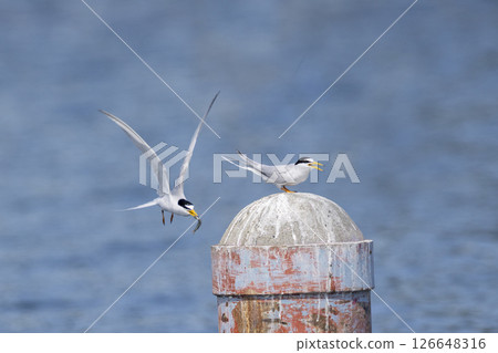 A little tern perched on an iron pole in the river 126648316