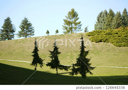 Three fir trees in a park 126648336