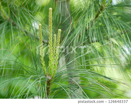 Young sprout shoots of fir spruce. Young branches of coniferous tree. Green background, healthy lifestyle concept Young sprout shoots of fir spruce. Young branches of coniferous tree. Green background, healthy lifestyle concept 126648337