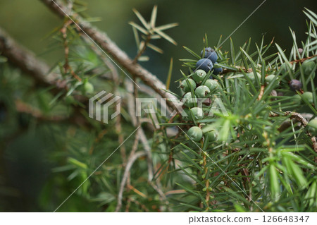 Juniper berries growing on a tree branch close up. Cooking, seasonings and spices concept 126648347