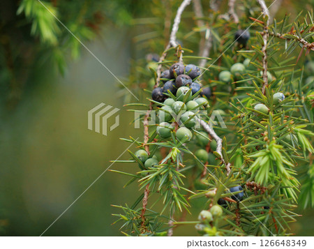 Juniper berries growing on a tree branch close up. Cooking, seasonings and spices concept Juniper berries growing on a tree branch close up. Cooking, seasonings and spices concept 126648349