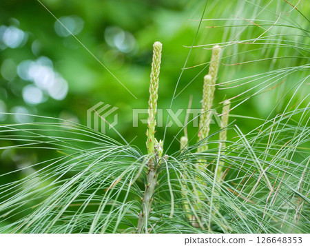 Young sprout shoots of fir spruce. Young branches of coniferous tree. Green background, healthy lifestyle concept 126648353
