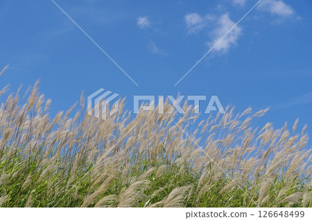 Susuki shining in the blue sky 126648499