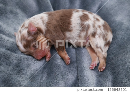A small brown and white puppy is sleeping on a blanket A small brown and white puppy is sleeping on a blanket 126648501