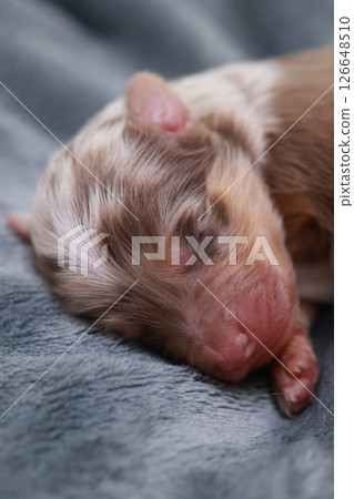 A small brown and white puppy is sleeping on a blanket A small brown and white puppy is sleeping on a blanket 126648510