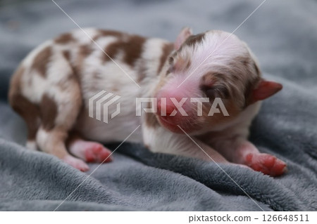 A small brown and white puppy is laying on a blanket 126648511