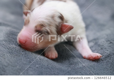 A puppy is sleeping on a blanket A puppy is sleeping on a blanket 126648512