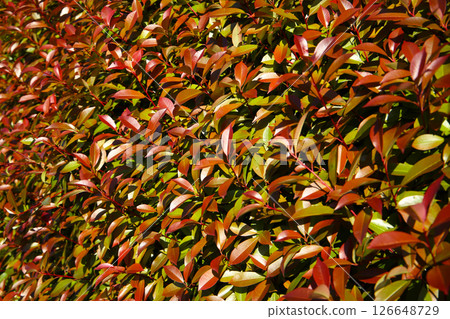 Red Tip Photinia tree, red leaves 126648729